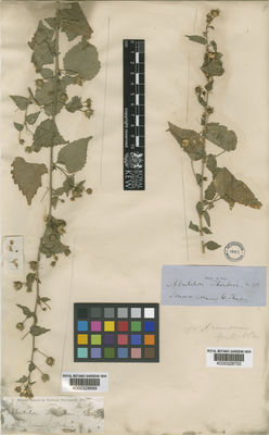 Kew Gardens K000328699:  Palmer, E. [s.n.] Mexico