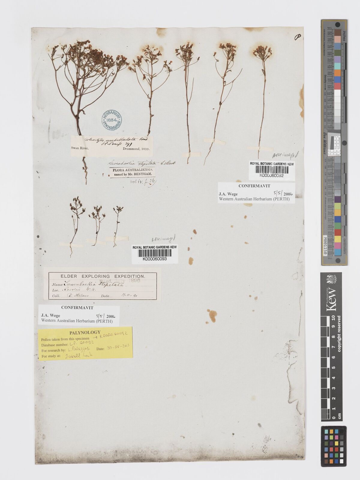 Kew Gardens K000060092:  Drummond, J. [s.n.] Australia