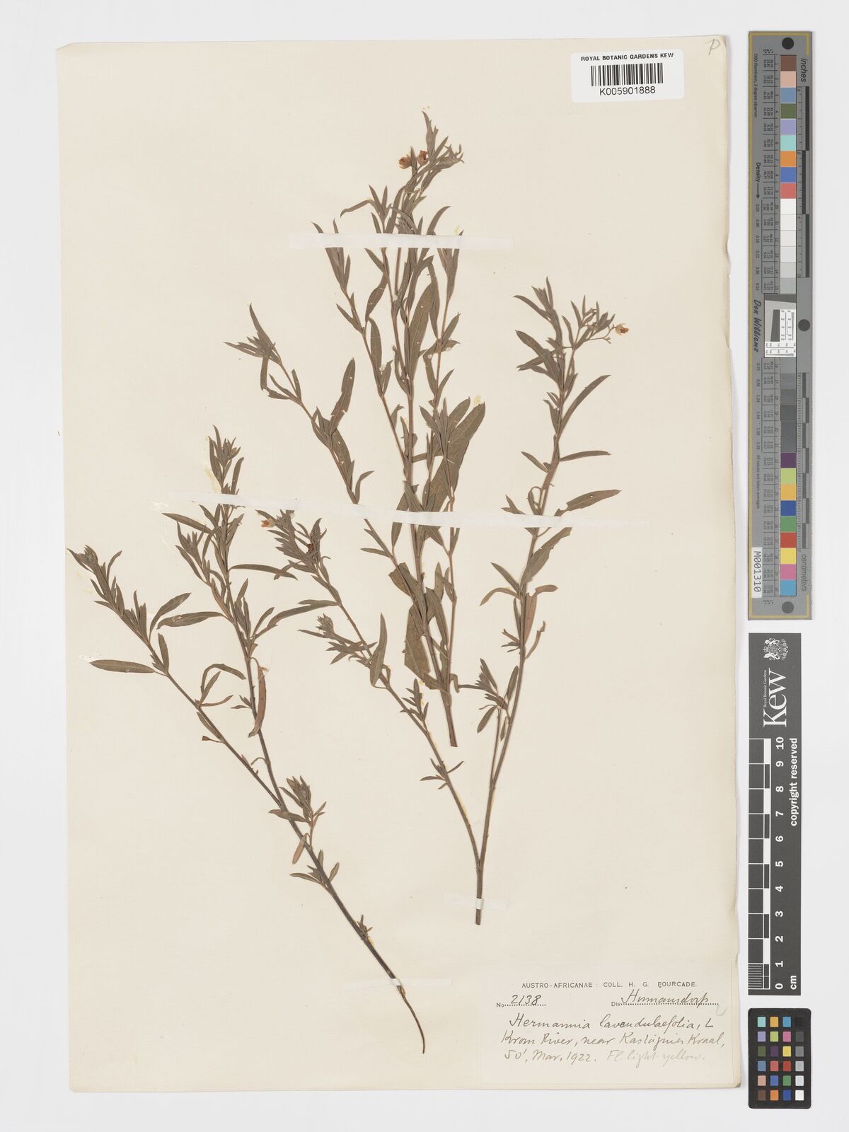 Hermannia lavandulifolia