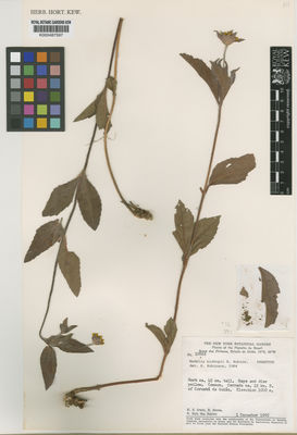 Kew Gardens K000487597:  Irwin, H.S.; Souza, R.; Santos, R.R. [10868] Brazil