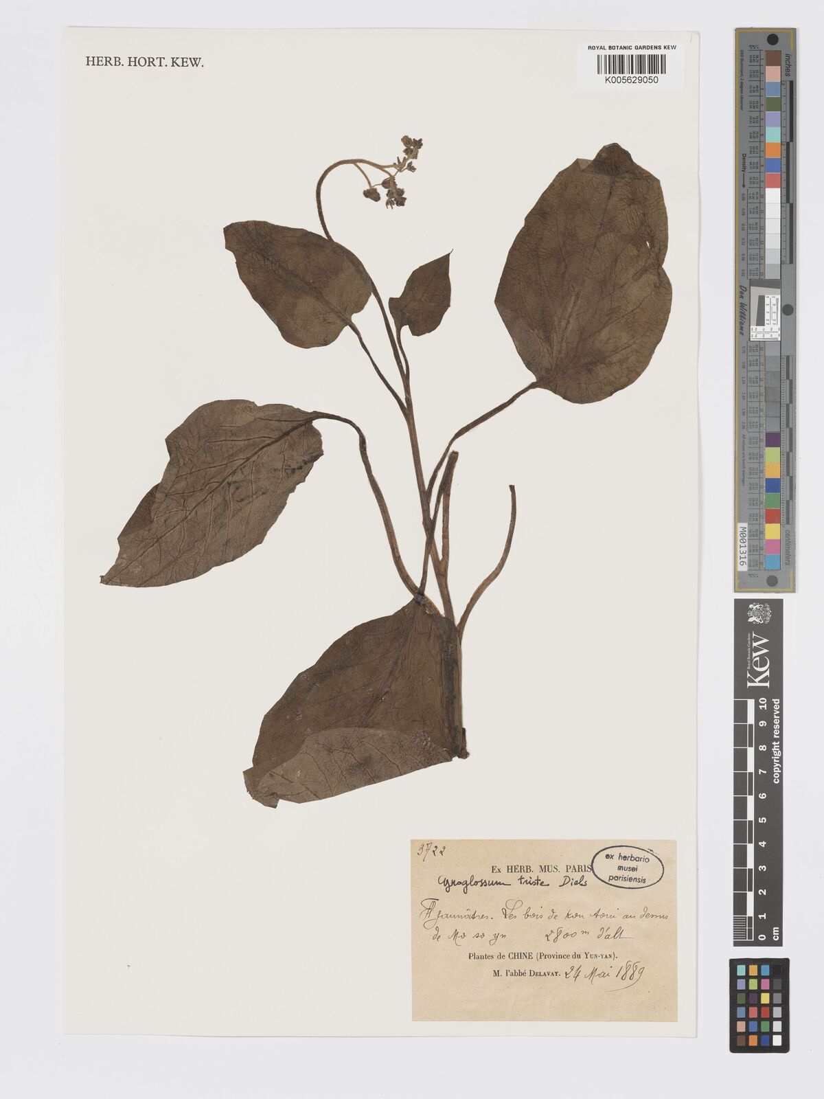 Cynoglossum triste