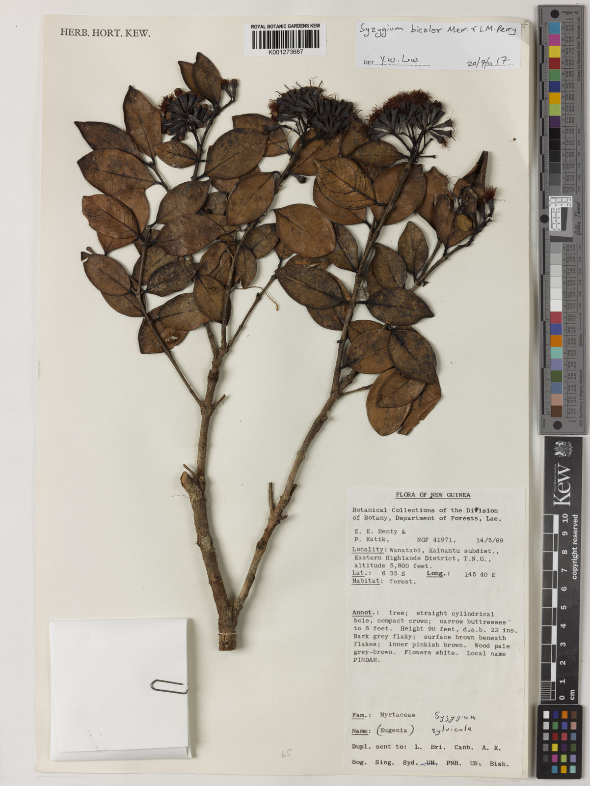 Syzygium bicolor Merr. & L.M.Perry | Plants of the World Online | Kew ...