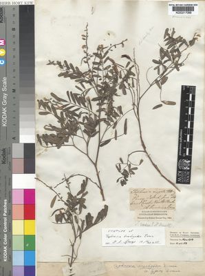 Kew Gardens K000217066:  Cunningham, A. [s.n.] Australia