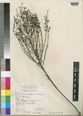 Kew Gardens K000425501:  Duvigneaud, P.A. [2957050] Congo, Republic of the