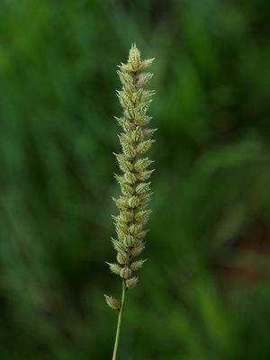 Tragus mongolorum Ohwi | Plants of the World Online | Kew Science