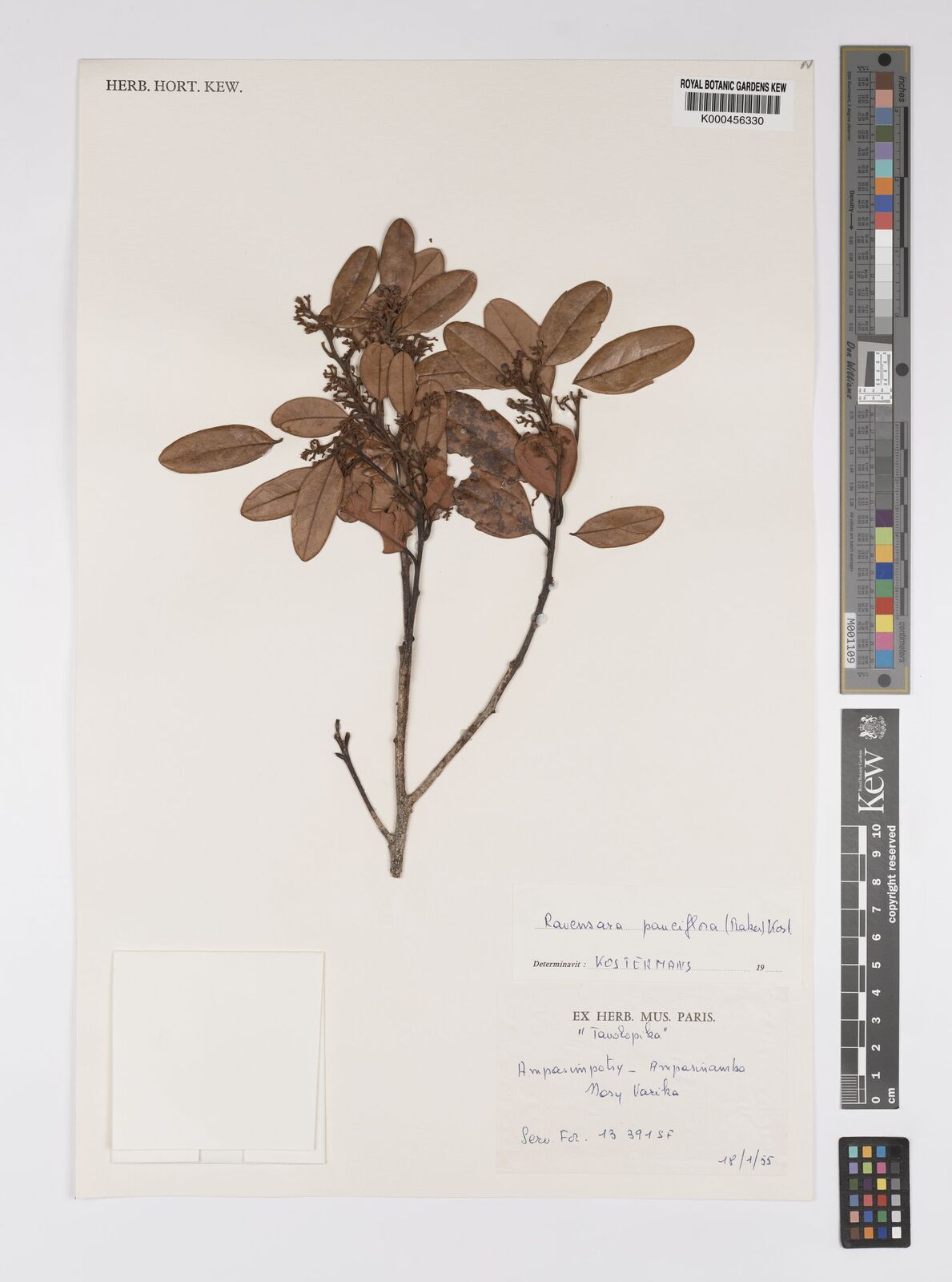 Cryptocarya pauciflora Baker | Plants of the World Online | Kew Science