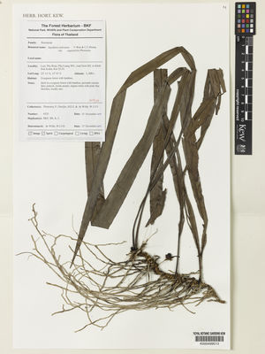 Kew Gardens K000499513:  Phonsena, P., et al. [6333] Thailand