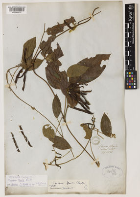 Kew Gardens K000883270:  s.coll. [5521] India