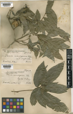 Kew Gardens K000382005:  Riedel [s.n.] Brazil