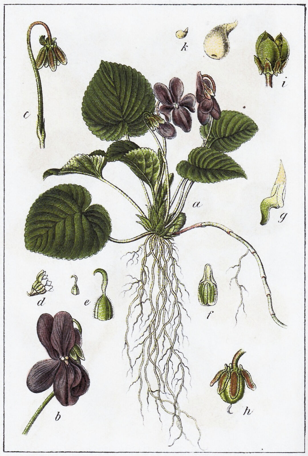 Viola odorata subsp. odorata | Plants of the World Online | Kew Science