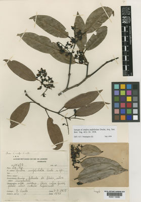 Kew Gardens K000118480:  Ducke, A. [35.078] Brazil