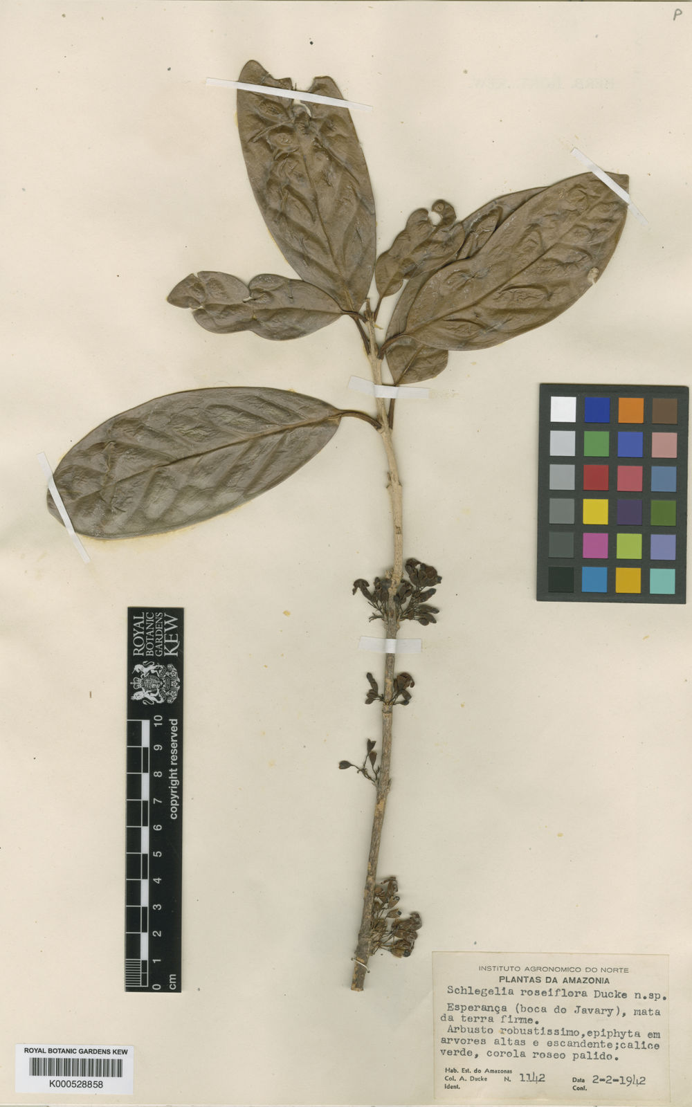 Schlegelia roseiflora Ducke | Plants of the World Online | Kew Science