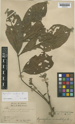 Kew Gardens K000657012:  Dr. King's Collector [s.n.] Malaysia