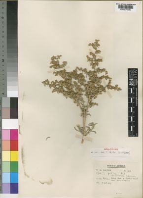 Kew Gardens K000076280:  Salter, T., M. [7012] South Africa