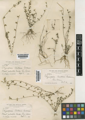 Kew Gardens K000502320:  Britton, E.G. [3370] Bahamas, The