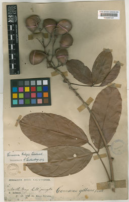 Kew Gardens K000691047:  King's collector [s.n.] India