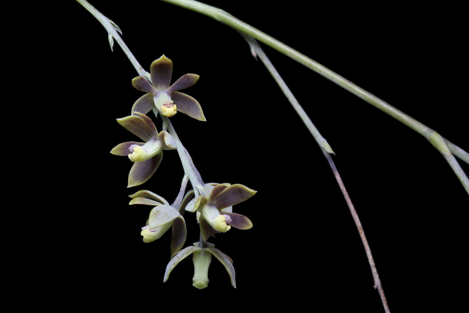 Prosthechea cretacea (Dressler & G.E.Pollard) W.E.Higgins | Plants of ...