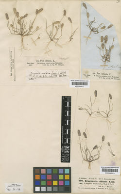 Kew Gardens K000643413:  Schimper, W. [798] Saudi Arabia