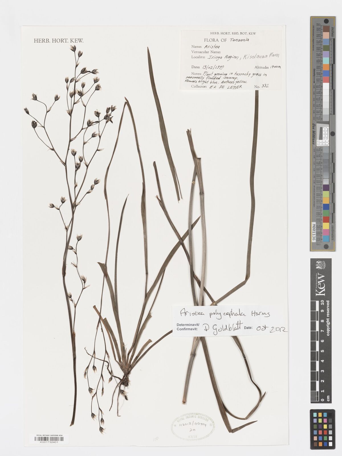 Aristea polycephala
