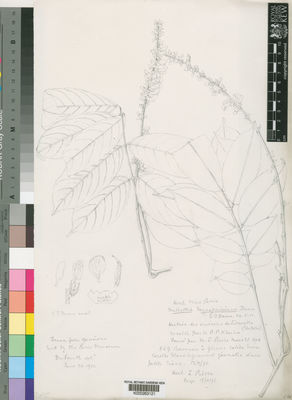 Kew Gardens K000263121:  Klaine, R., P. [s.n.] Gabon