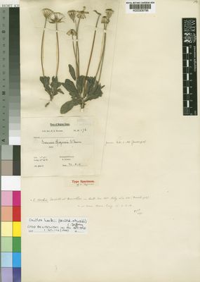 Kew Gardens K000306796:  Rogers, F.A. [10176] Congo, Democratic Republic of the