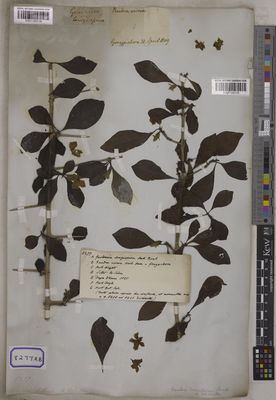 Kew Gardens K001125119:  s.coll. [Cat. no. 8277] Bangladesh