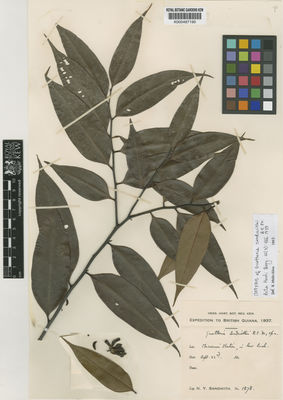 Kew Gardens K000487190:  Sandwith, N.Y. [1578] Guyana