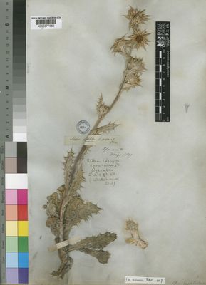 Kew Gardens K000377582:  Drege [s.n.] South Africa