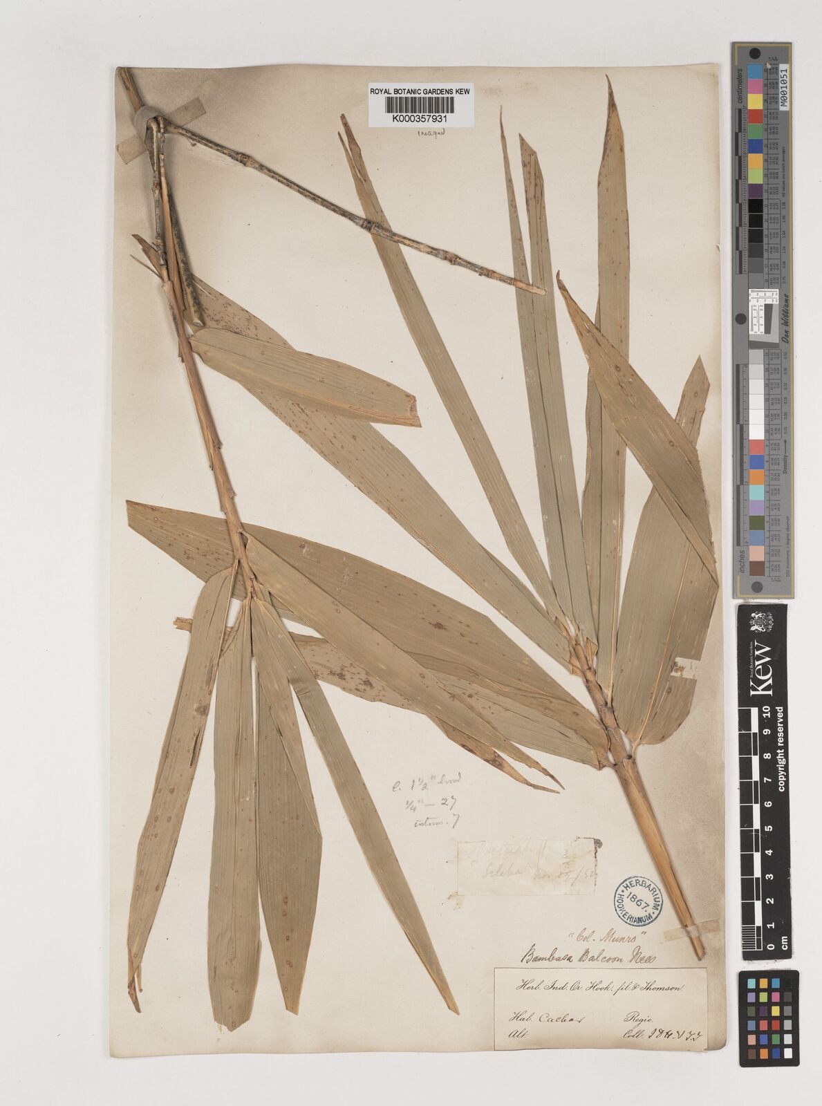 Kew Gardens K000357931:  Hooker, J.D.; Thomson, T. [s.n.] India