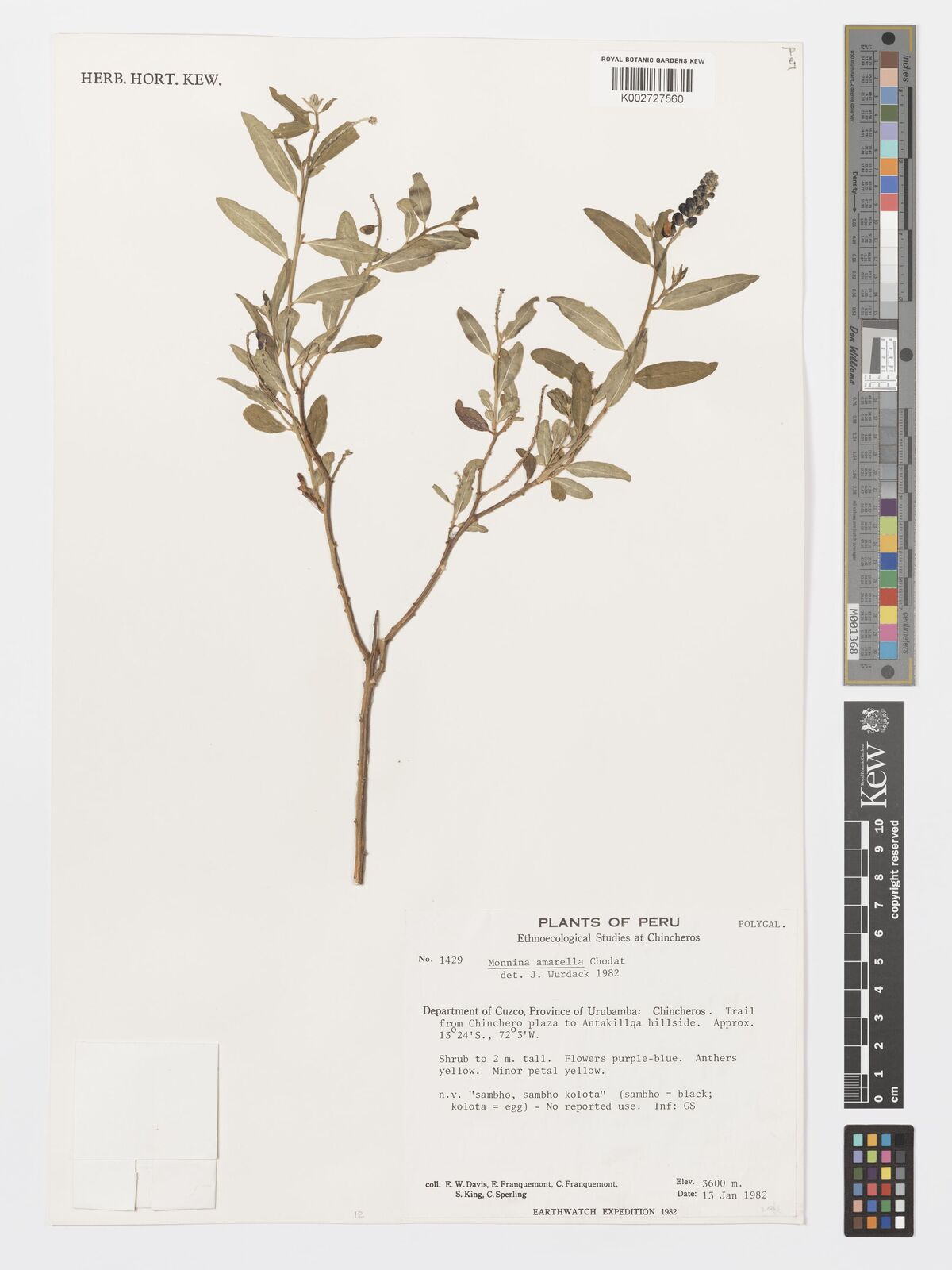 Pteromonnina amarella
