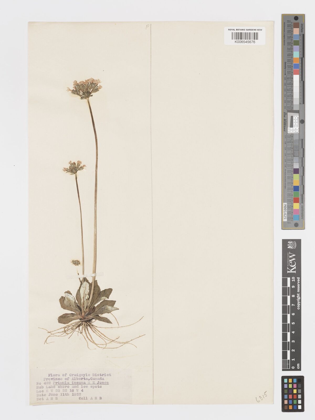 Primula incana