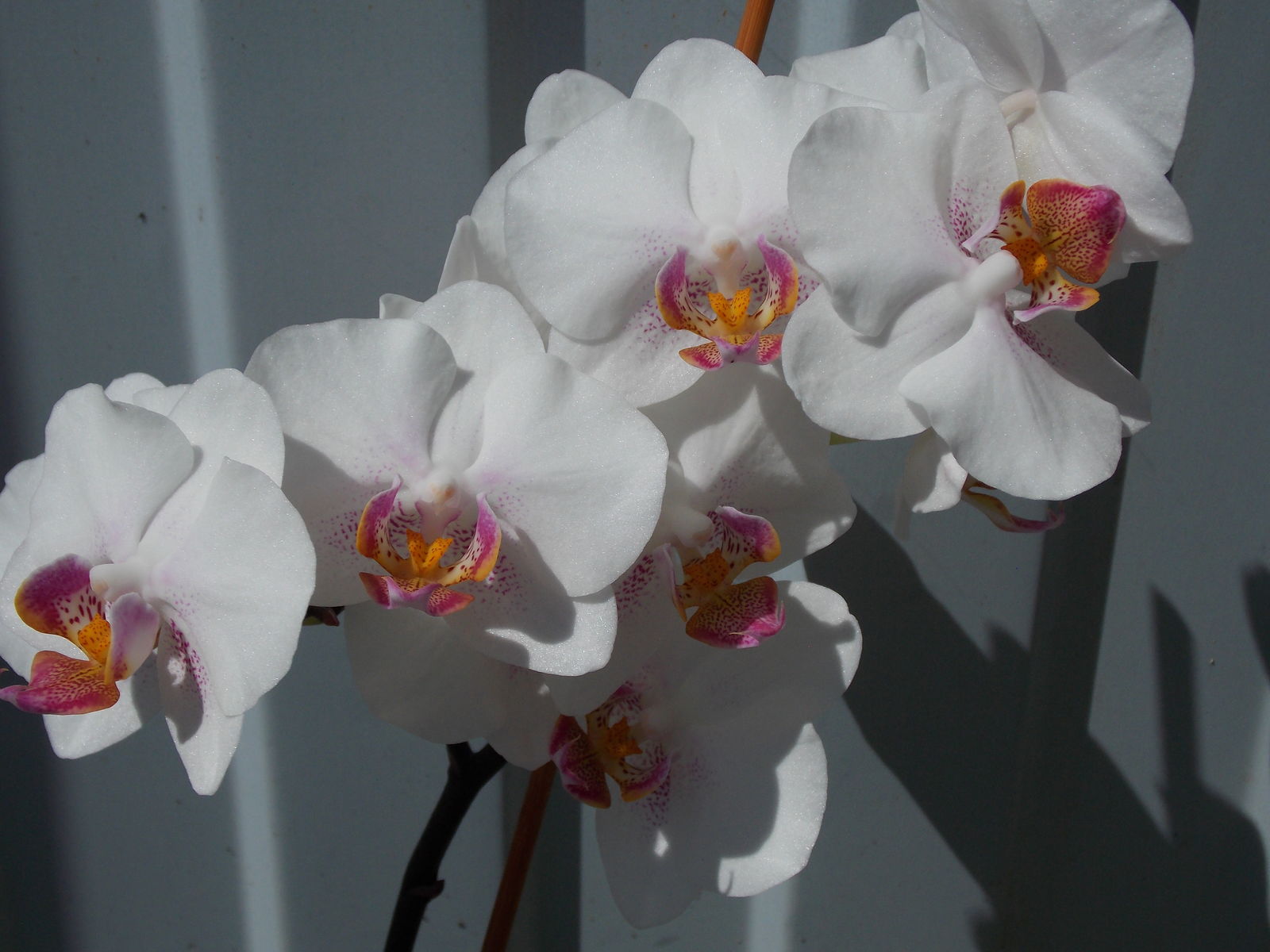 Phalaenopsis Blume | Plants of the World Online | Kew Science