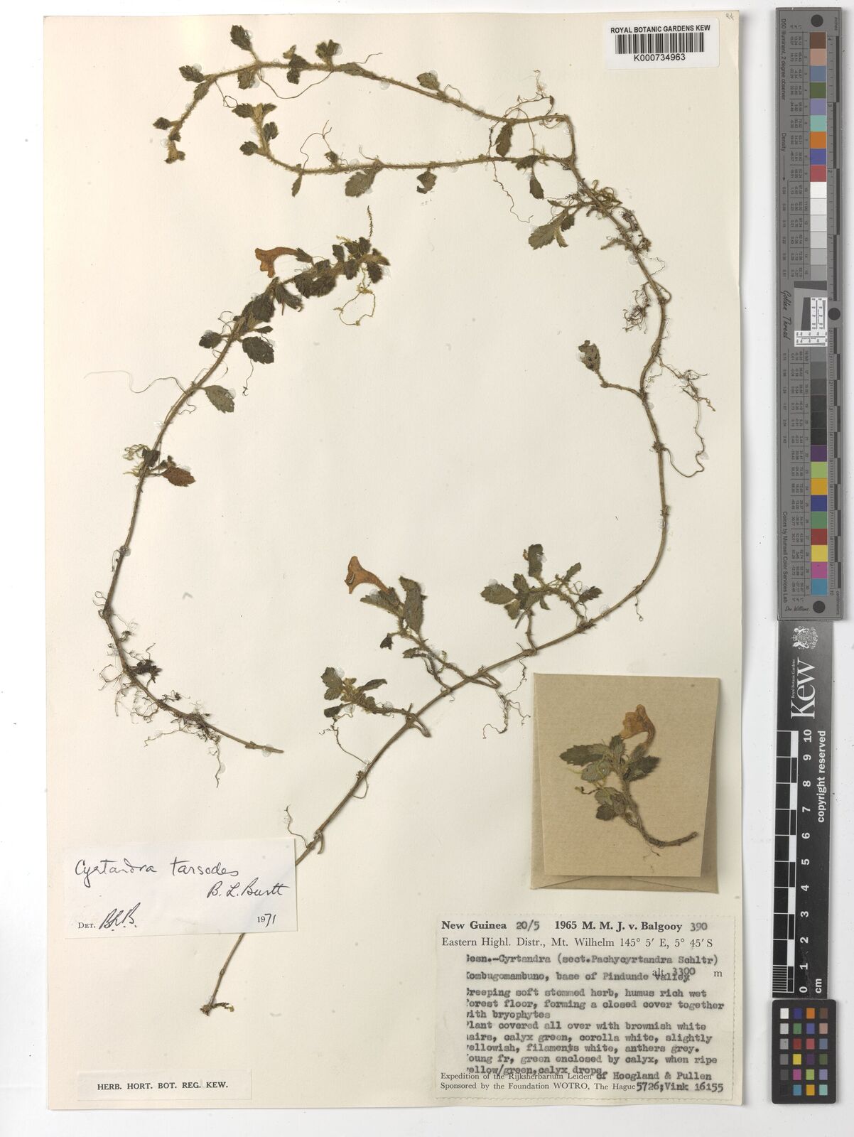 Cyrtandra tarsodes