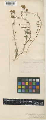 Kew Gardens K000814303:  s.coll. [s.n.]