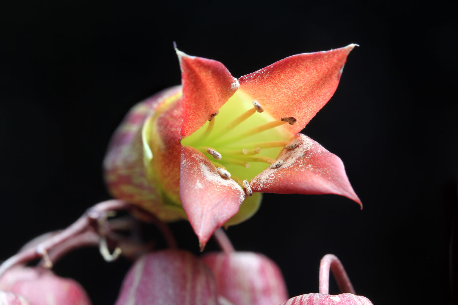 Kalanchoe Adans. | Plants of the World Online | Kew Science
