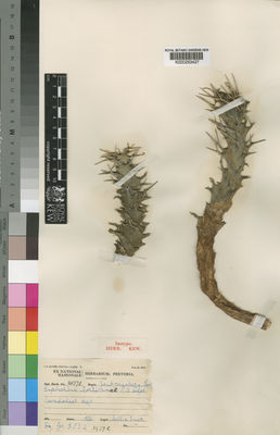 Kew Gardens K000253427:  Soll; Smith [s.n.       (Nat Herb. no. 21371)] South Africa
