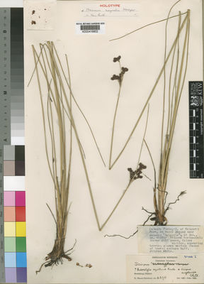 Kew Gardens K000416802:  Milne-Redhead, E. [4290] Zambia