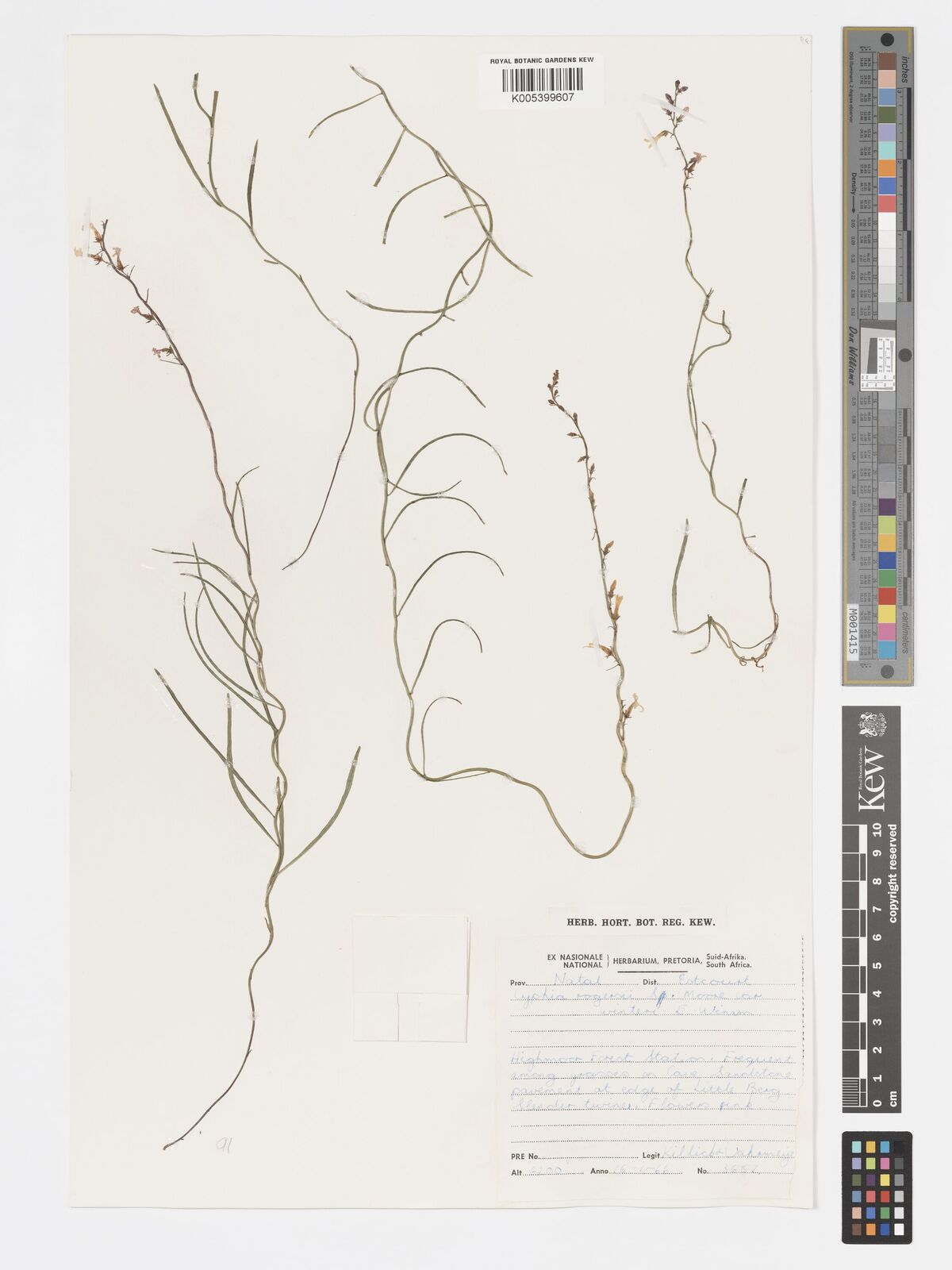 Cyphia rogersii