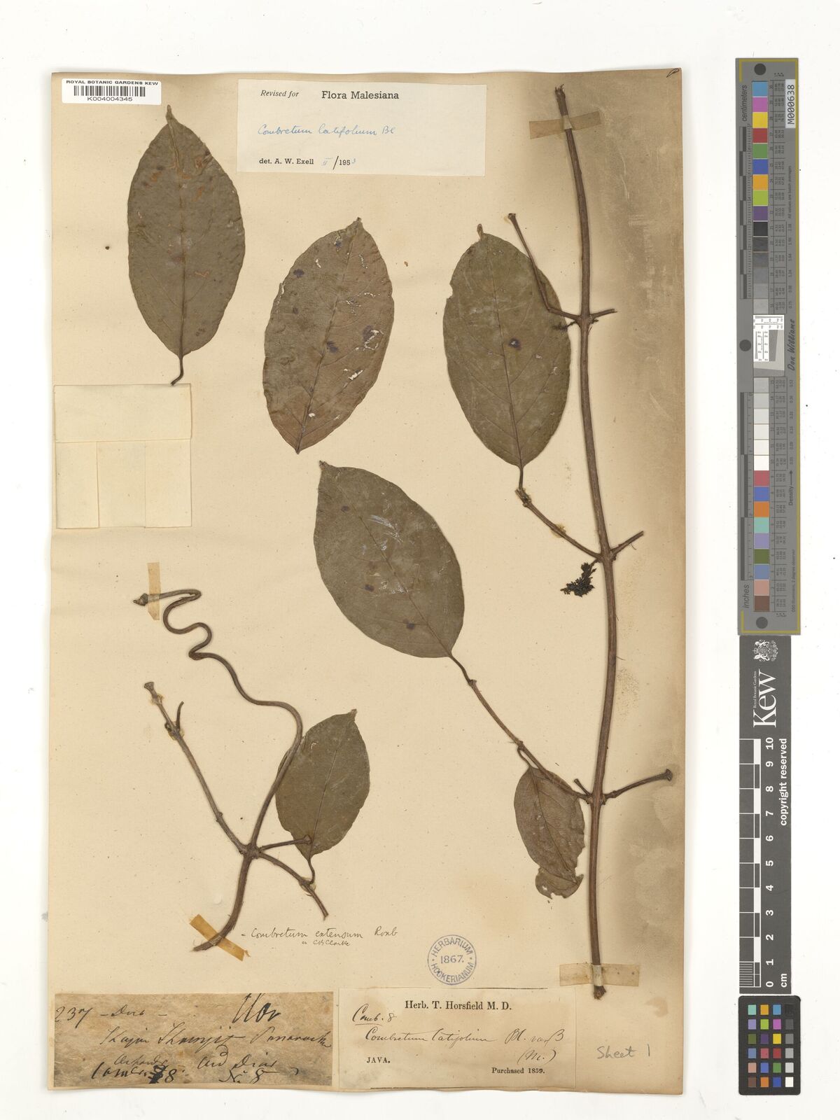 Combretum latifolium