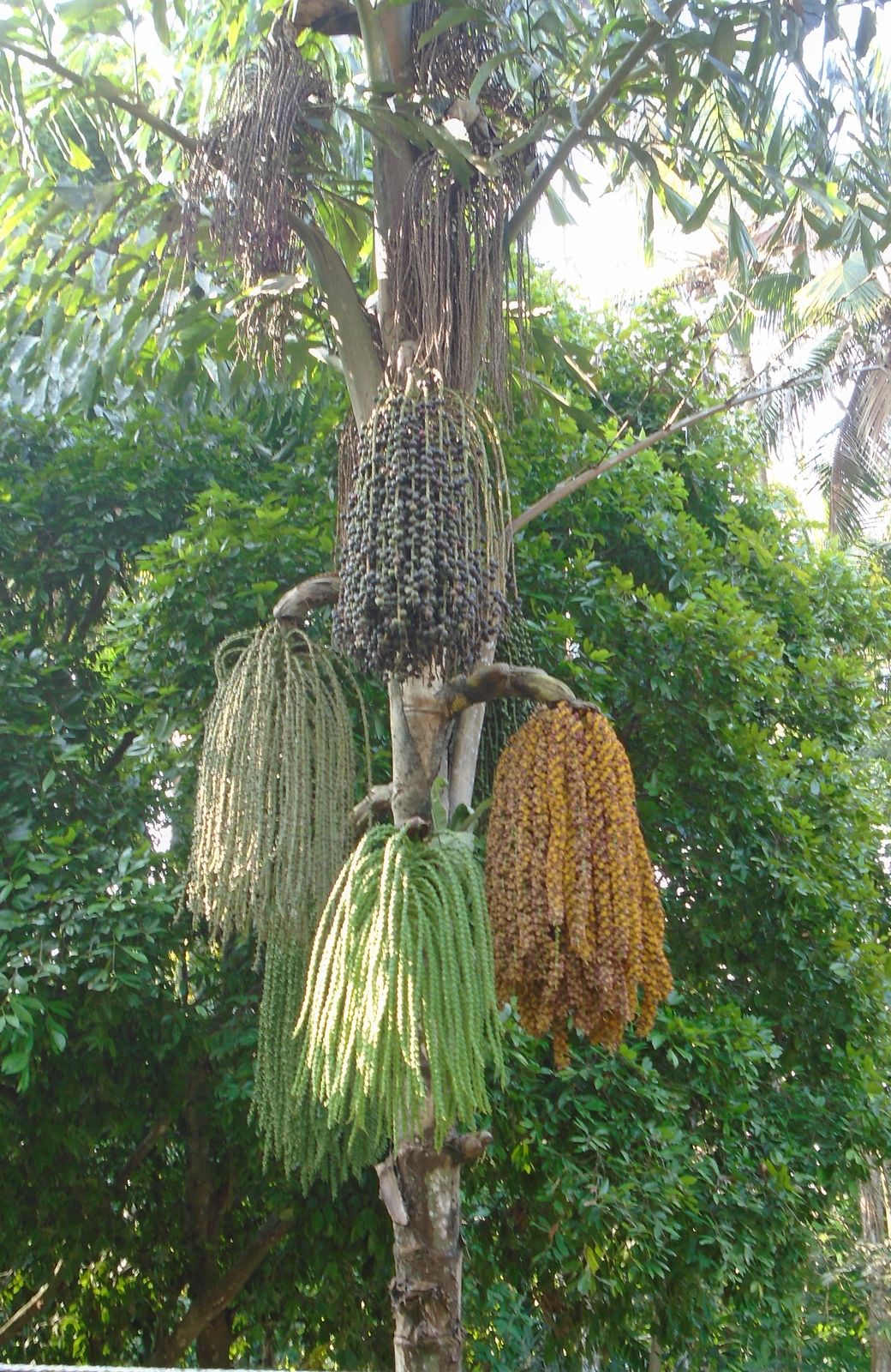 Caryota mitis Lour. | Plants of the World Online | Kew Science