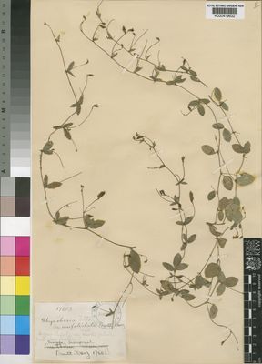 Kew Gardens K000419632:  Burtt-Davy [17403] South Africa