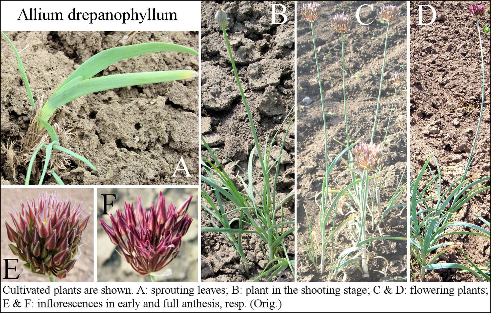 Allium drepanophyllum
