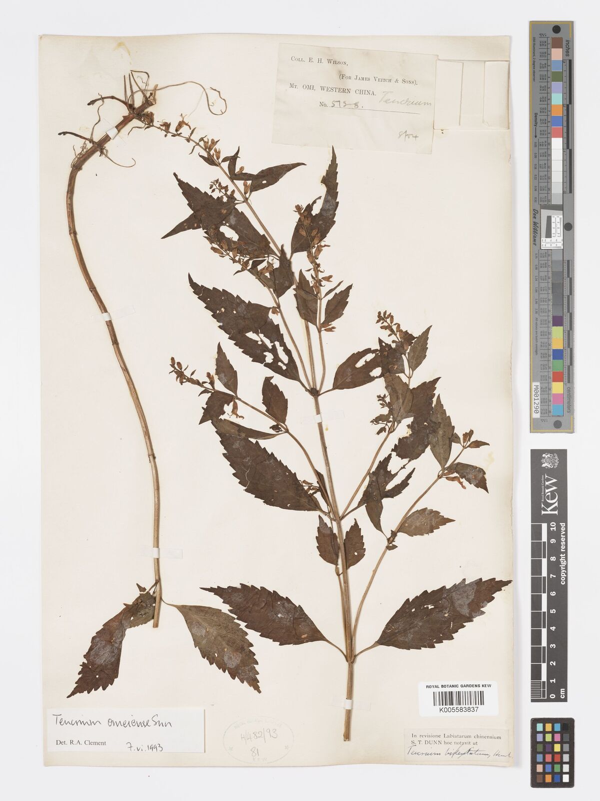 Teucrium omeiense