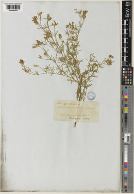 Kew Gardens K000999638:  Karelin, G.S. [s.n.] Kazakhstan