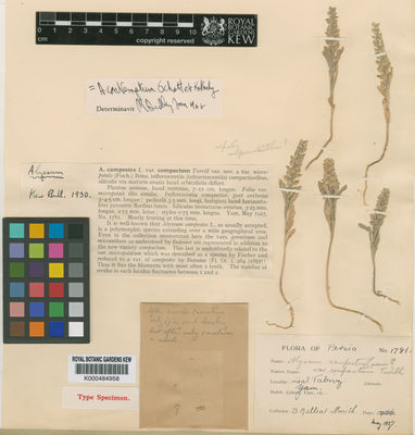 Kew Gardens K000484958:  Gilliat-Smith, B. [1781] Iran