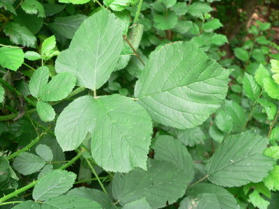 Rubus egregius Focke | Plants of the World Online | Kew Science