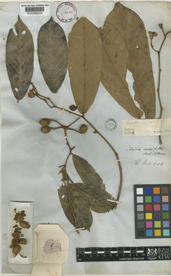 Kew Gardens K000382205:  Lemann, C.M. [s.n.] Malaysia