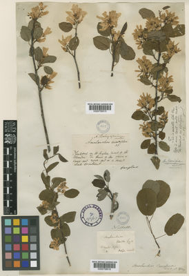 Kew Gardens K000758516:  Nuttall [s.n.] United States