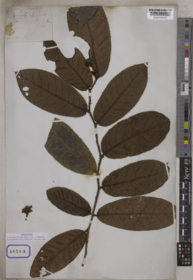 Kew Gardens K000442828:  Wallich, N. [Cat. no. 6458] Malaysia