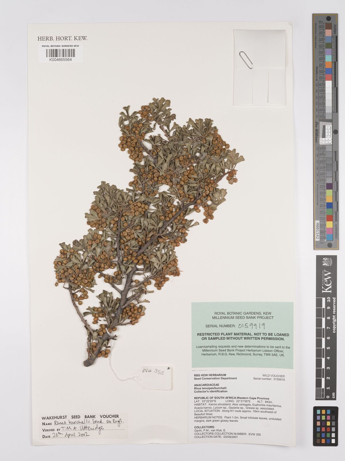 Searsia burchellii